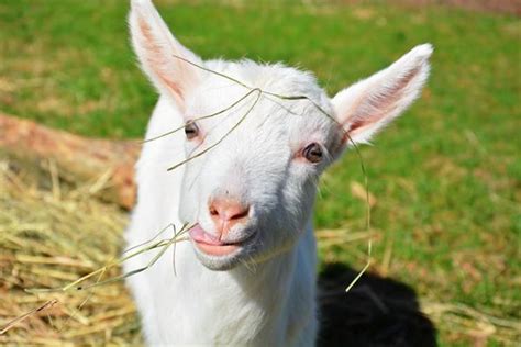 alby the goat|alby goat twitter.